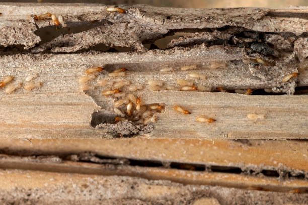 Best Ant Control Services  in Seaman, OH